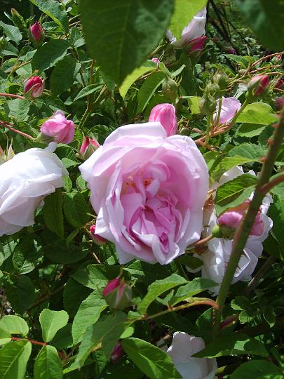 Duchesse d Angouleme.JPG - DUCHESSE D'ANGOULÈME (Gallica. Syn: 'Vaxrosen'. Vibert, Frankrike 1821)
'DUCHESSE D'ANGOULÈME' har tätt fyllda, skålformade senare välvda blommor som nickar på bågböjda blomstjälkar. Korallrosa blommor något mörkare i mitten, de yttre kronbladen nästan genomskinliga, därav namnet 'vaxrosen'. Rosen har centifolia blod i sig. Väldoftande med inslag av syren och nötter. Uppkallad efter dotter till Ludvig XVI och Marie-Antoinette. Storlek: 1.2x1.2m. Zon V.